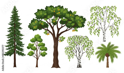 Tree collection vector illustration with pine, oak, birch, and palm forest foliage design