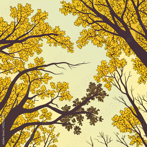 Looking up at the canopy of trees with vibrant yellow leaves against a bright sky.