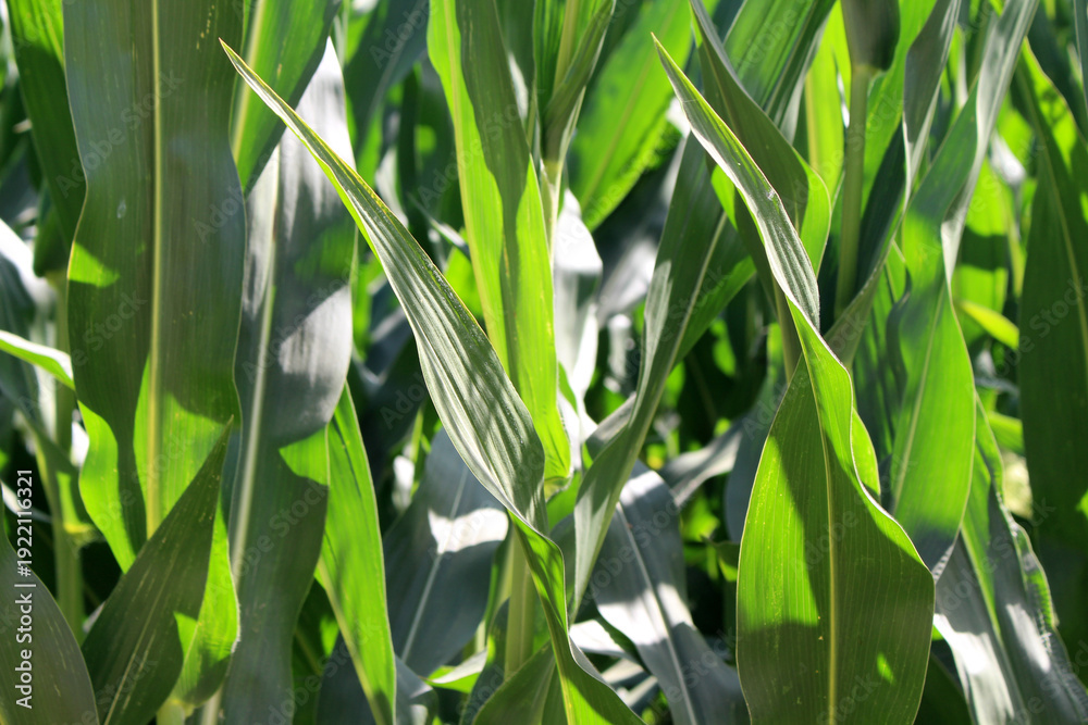 Naklejka premium Corn Leaf Close-up July 2024