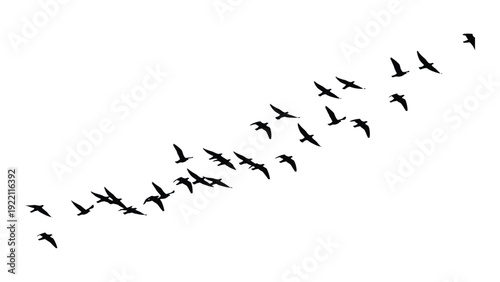 A flock of birds flying in a v formation isolated on white background, Vector