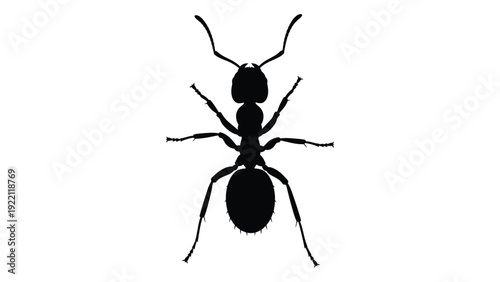 A black silhouette of an ant on a white background isolated on white background, Vector