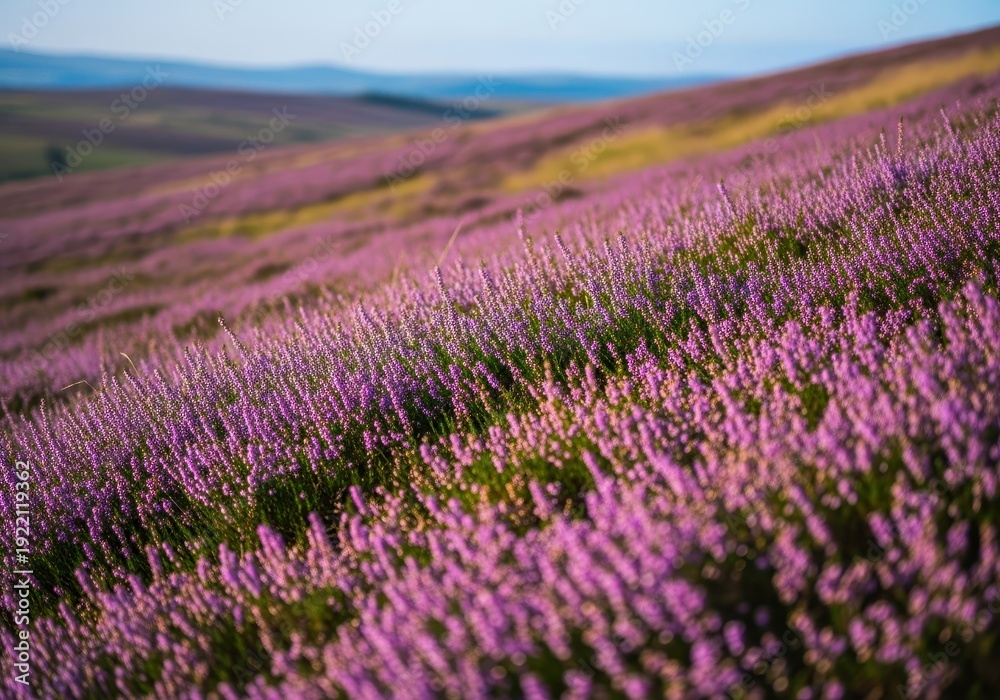 Obraz premium Delicate flowering heather covering vast moorlands and hillsides, displaying rich seasonal colors of purple, pink, and green on a clear, sunny late summer day, delicate, growth, magenta