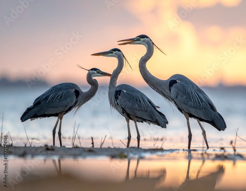 Wallpaper Mural Three majestic Great Blue Herons standing gracefully in shallow water during a beautiful sunset. Torontodigital.ca