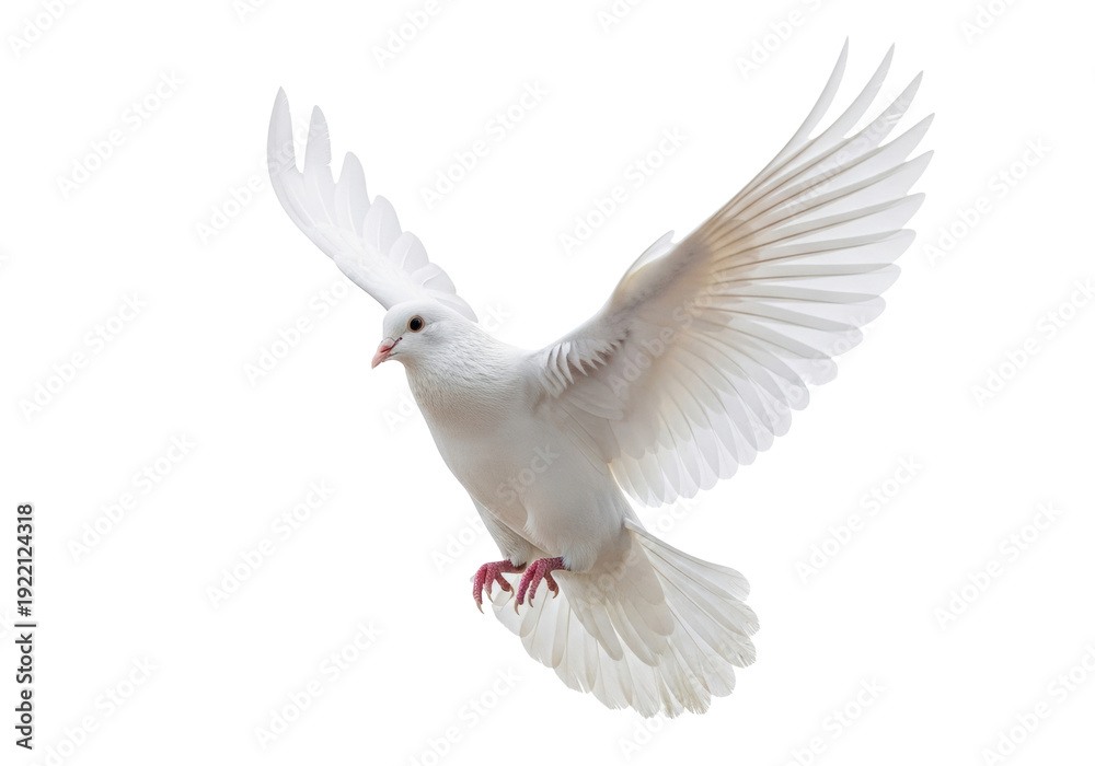 Fototapeta premium Pristine adult white dove with pink beak and feet, immaculate feathers, broad wings fully extended mid-flight, isolated against a bright transparent studio background with copy space, concept of