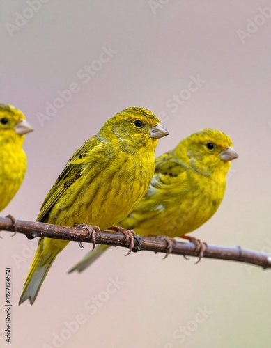 Wallpaper Mural Three vibrant yellow birds perched on a slender branch against a soft, blurred background. Torontodigital.ca