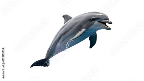 dolphin, jumping dolphin, happy dolphin, ocean dolphin, marine mammal, sea animal, playful dolphin, dolphin isolated, dolphin png, dolphin without background, dolphin no bg, isolated dolphin, dolphin 