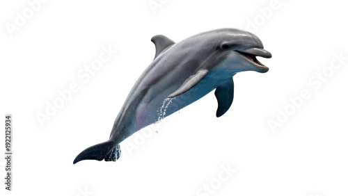Fototapeta dolphin, jumping dolphin, happy dolphin, ocean dolphin, marine mammal, sea animal, playful dolphin, dolphin isolated, dolphin png, dolphin without background, dolphin no bg, isolated dolphin, dolphin 