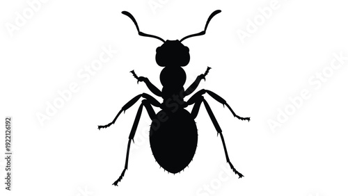A black silhouette of an ant on a white background isolated on white background, Vector