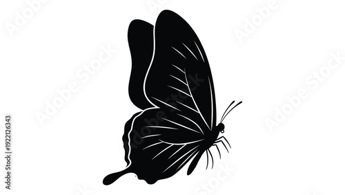 A black butterfly silhouette with white lines isolated on white background, Vector