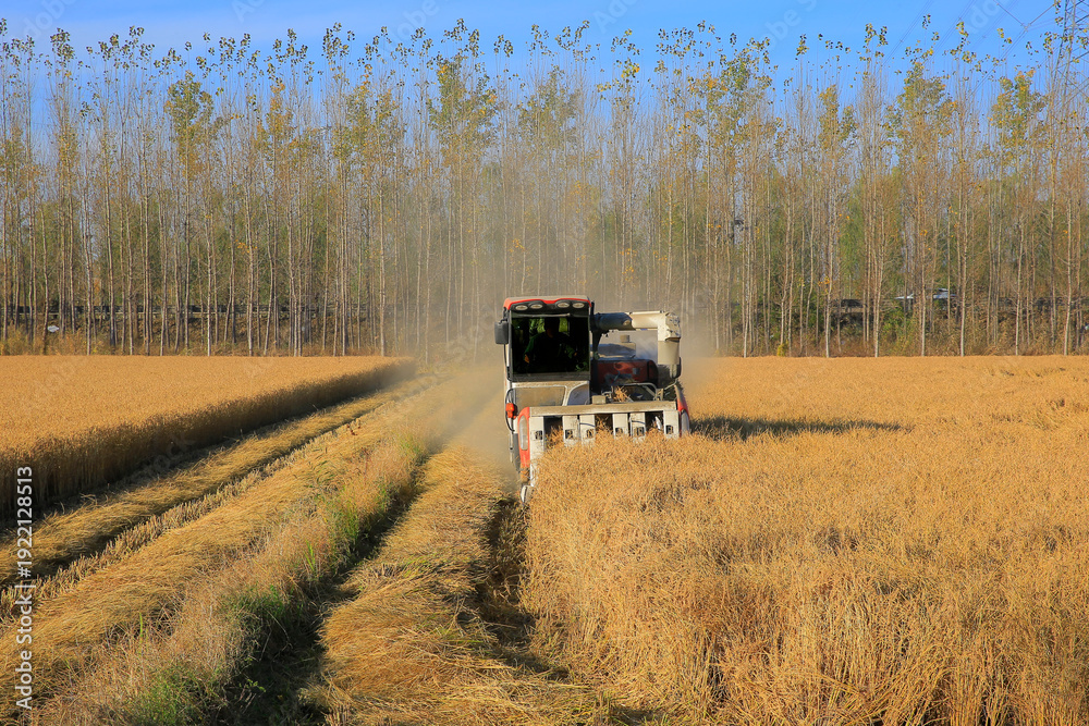 Fototapeta premium The rice field harvester is working