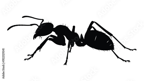 A black silhouette of an ant on a white background isolated on white background, Vector