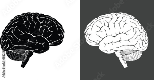 Human brain silhouette and outline anatomy illustration neuroscience medical organ vector isolated black white set