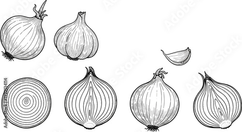 Onion whole and sliced hand drawn vegetable botanical engraving vector illustration isolated collection set