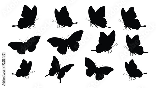 A group of black butterfly silhouettes on a white background isolated on white background, Vector