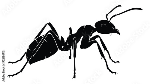 A black ant on a white background isolated on white background, Vector