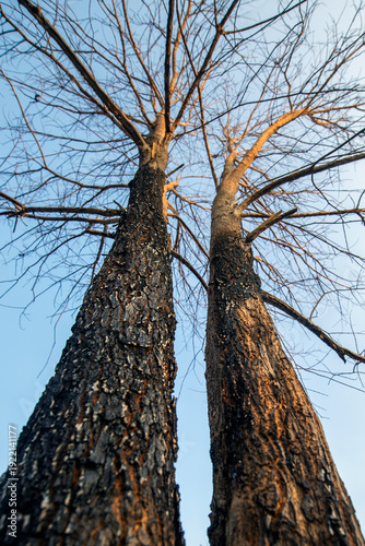 Two trees were consumed by a wildfire.