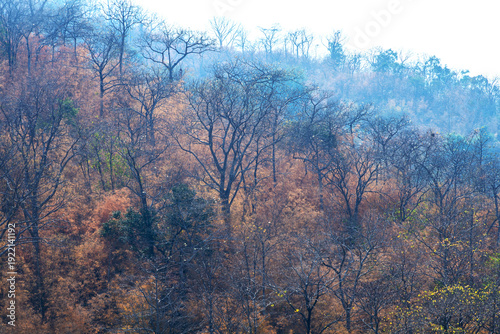 A tropical rainforest in the dry season, where most trees have withered, their leaves turning yellow and brown.