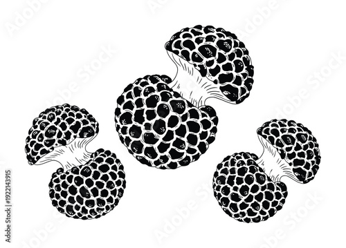 Black and White of Morel Mushrooms