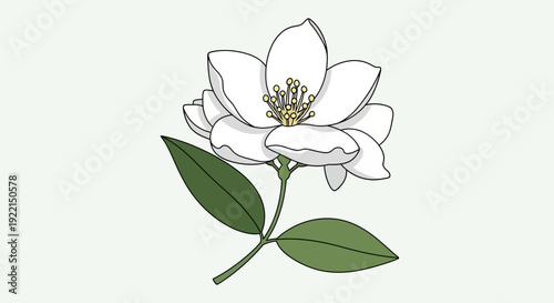 Elegant White Gardenia Flower Illustration with Green Leaves.