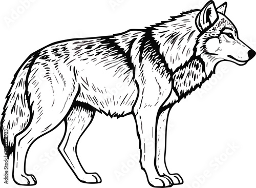 Alert wolf standing illustration, detailed black and white vector drawing, realistic wild animal design, attentive predator profile with intricate fur texture