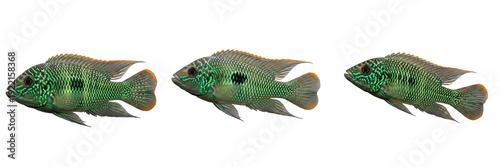 Foto Green terror cichlid Andinoacara rivulatus isolated on white background, South A