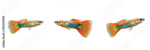 Endler guppy Poecilia wingei isolated on white background, Endler livebearer Venezuelan freshwater nano aquarium fish tropical community tank species cutout image