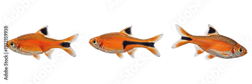 Billede på lærred Harlequin rasbora Trigonostigma heteromorpha isolated on white background, South