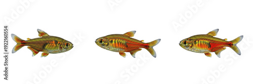 Canvas Print Ember tetra Hyphessobrycon amandae isolated on white background, fire tetra Amaz