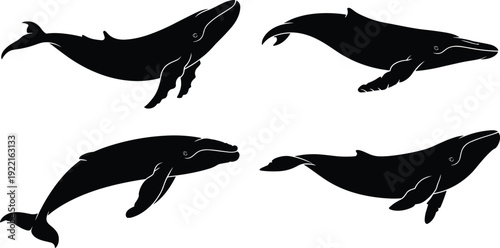 Whale silhouette set, ocean marine mammal collection, humpback whale icons, sea wildlife isolated design, flat vector silhouette set, ocean 