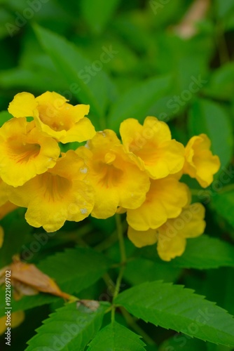 Obraz na plátně Blooming vibrant yellow Tecoma stans, common name Yellow Elder, Yellow Bells, Es