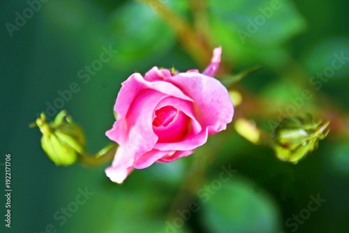 Close up of a beautiful pink Rose in my garden