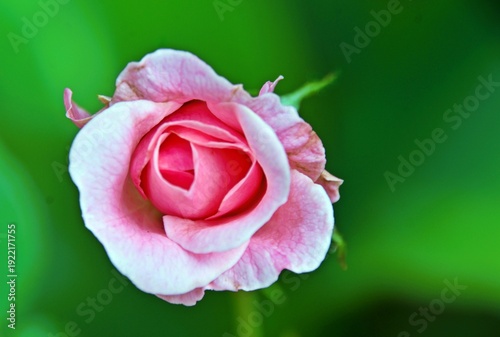 Close up of a beautiful pink Rose in my garden