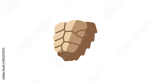 Turtle Shell Fragment Isolated on White.