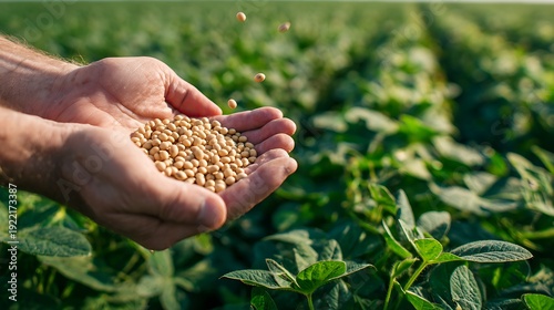 Farmer holding fresh soybeans in hands over a green field