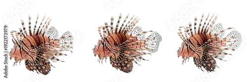 Cuadro en lienzo Lionfish Pterois spp isolated on white background, red lionfish tropical marine