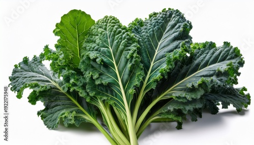 A Vibrant Bunch Of Fresh Lacinato Kale Leaves With Deeply Textured Dark Green Foliage Growing Upwards Isolated On Transparent Background