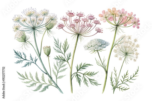 Watercolor Wild Carrot Flower, Soft Meadow Floral Vector Isolated on White