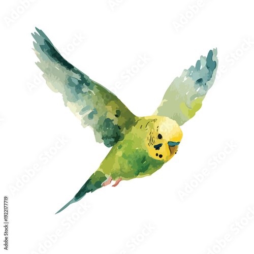 Vibrant Watercolor Budgerigar Flying Illustration 1.