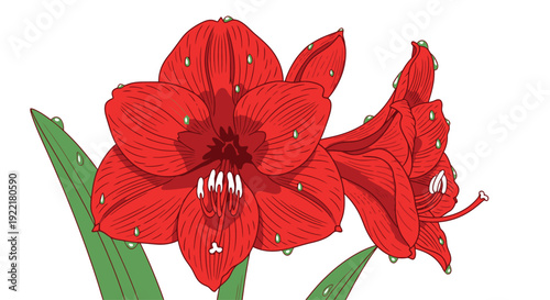 Red amaryllis flowers in bloom with green leaves