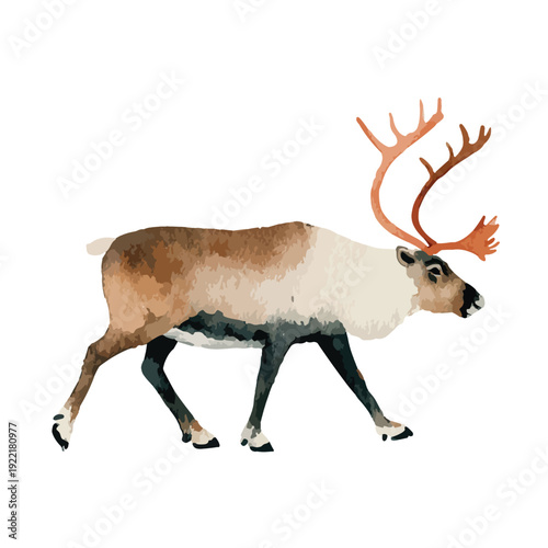 Walking Reindeer Watercolor Style Illustration.