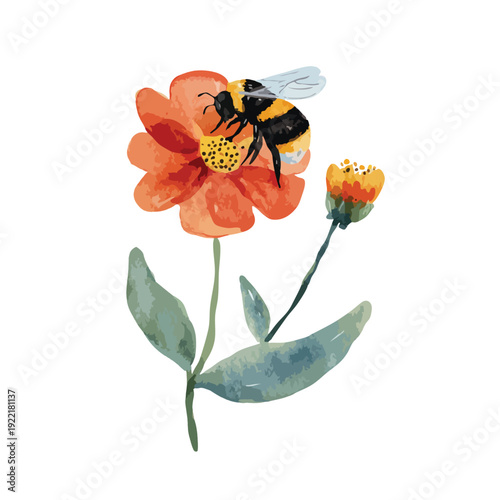 Watercolor Bumblebee Pollinating Orange Flower Illustration.