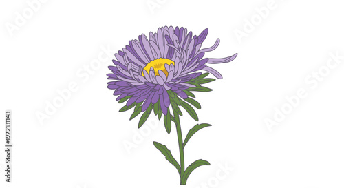Purple aster flower in bloom with yellow center and green stem