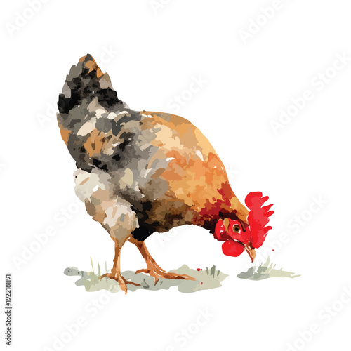 Watercolor Chicken Foraging Illustration.