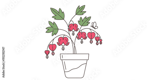 Bloody Heart Plant in Potter with Green Leaves