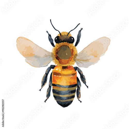 Watercolor Honey Bee Illustration Detailed Flying Insect Vector Art.