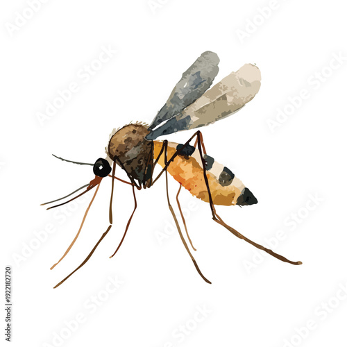 Watercolor Mosquito Illustration Detailed Insect Pest Vector Art 1.