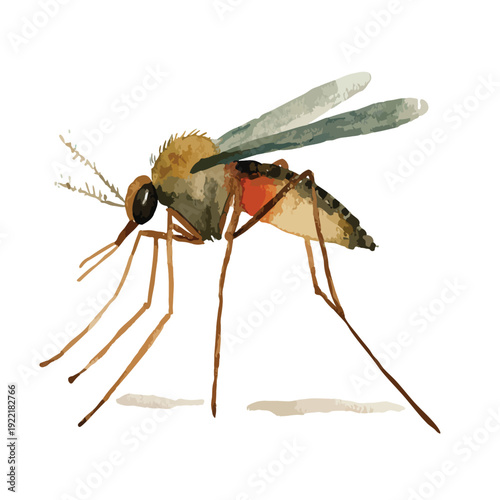 Watercolor Mosquito Illustration with BloodFilled Abdomen.