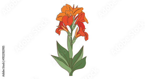 Orange Red Canna Flower Plant with Green Leaves