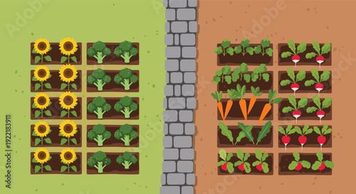 Aerial perspective of a garden divided by a stone path featuring rows of yellow sunflowers, green broccoli, orange carrots, and red radishes.