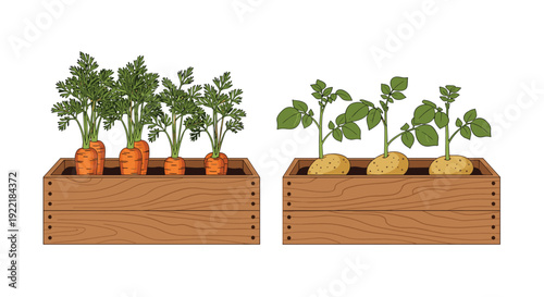 Two raised wooden garden beds contain flourishing vegetable plants with one box growing carrots and the other growing potatoes.
